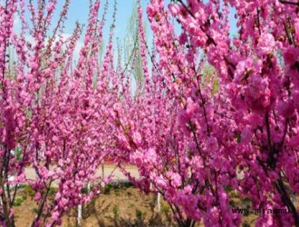 榆叶梅的栽种养护方法介绍
