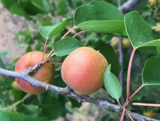 了解一下杏树苗种植管理技术