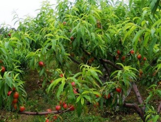 桃树苗栽植管理技术介绍