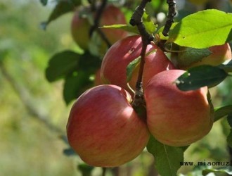 晚熟苹果采收后果园管理