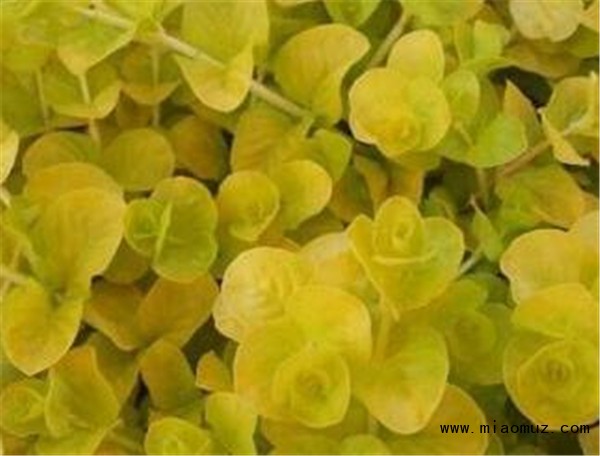 金叶过路黄繁殖方法 金叶过路黄是挺水植物吗