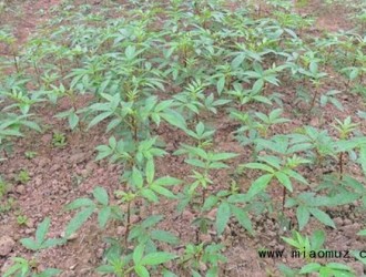 花椒籽的种植方法和注意事项