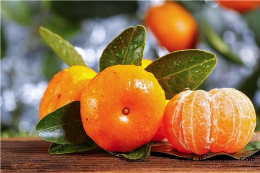 种橘子一般多久能结果-摄图网