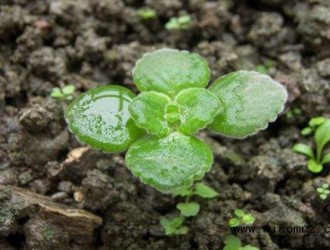 薄荷种子种植方法催芽步骤