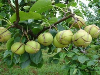 梨树裂果都是什么原因造成