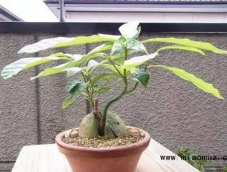 牛油果盆栽种植方法和注意要点