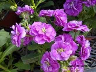 紫罗兰种子的种植方法