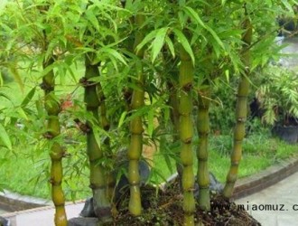 盆栽竹子什么土壤才适合种植