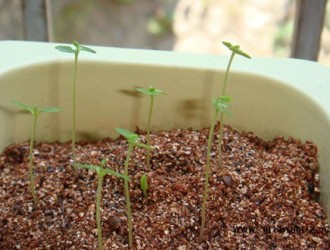 含羞草种子种植方法及注意事项