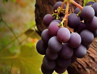葡萄的种植方法和注意事项