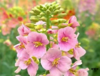 五彩斑斓的56种彩色油菜花为美丽乡村添彩