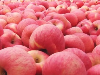 如何防治苹果苦痘病？